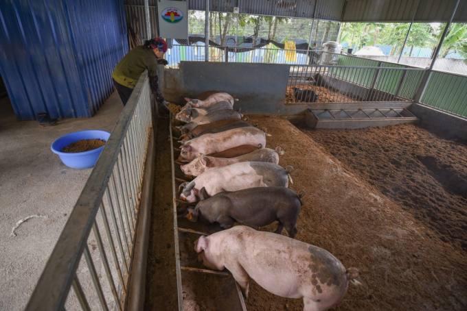 Mô hình chăn nuôi an toàn sinh học của Quế Lâm.