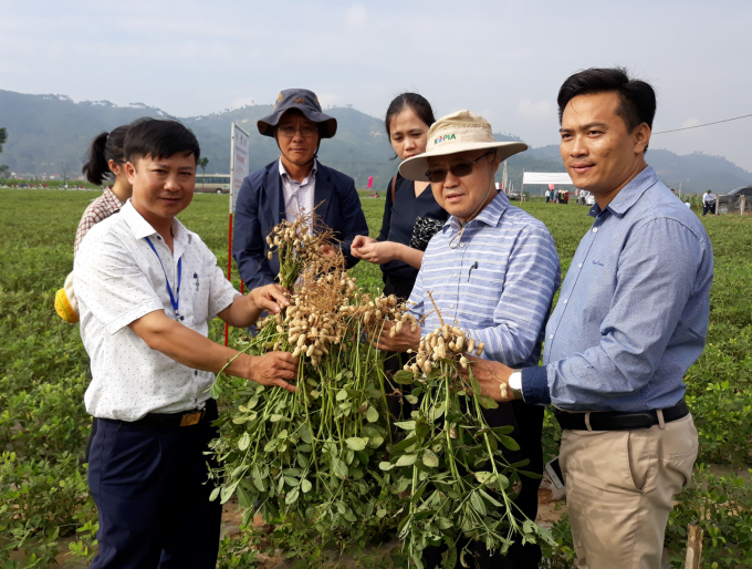 Lạc cũng là sản phẩm chính trong kế hoạch sản xuất của nhiều cơ sở, trong đó có huyện Diễn Châu. Ảnh: Việt Khánh.