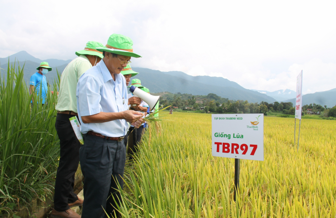 Giống lúa mới TBR97 đạt năng suất từ 8-10 tấn tại Đắk Lắk. Ảnh: Minh Thuận.