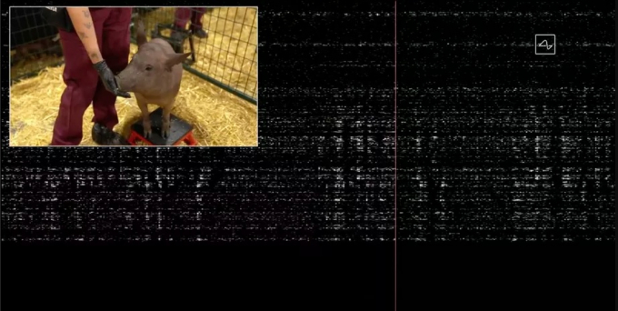 Bản trình diễn trong thời gian thực cho thấy máy móc theo dõi hoạt động não của một trong số những con lợn nguyên mẫu có các liên kết thần kinh được cấy vào đầu. Ảnh: YouTube.