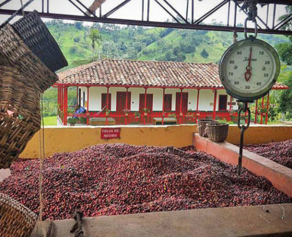 Biến đổi khí hậu đang khiến diện tích và sản lượng cà phê sụt giảm nghiêm trọng. Ảnh: Vox
