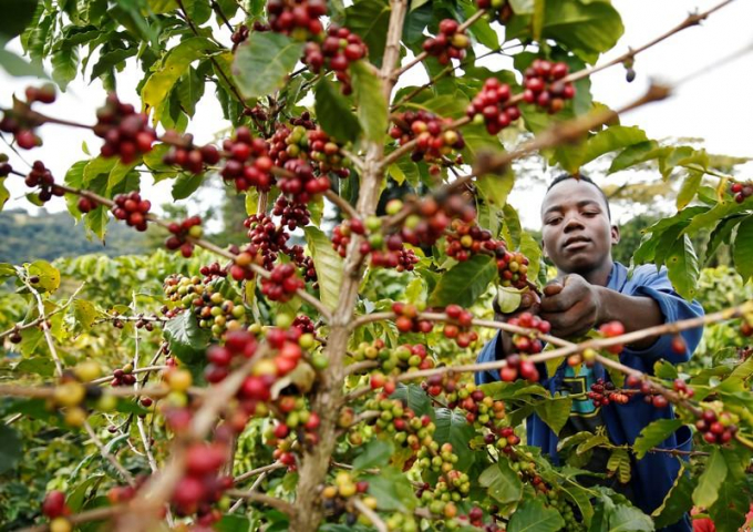 Nhân công thu hái cà phê ở thung lũng Crake thuộc vùng Vumba, Zimbabwe tháng 5/2019. Ảnh: Reuters