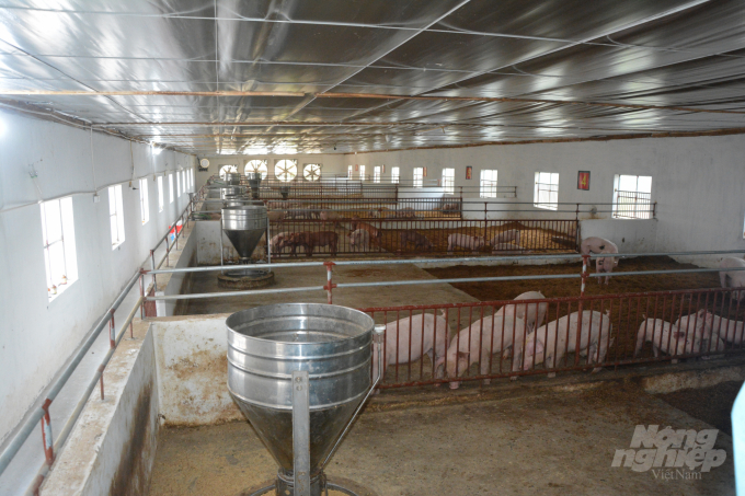 Nam Định hướng tới xây dựng thành công ít nhất 20 cơ sở chăn nuôi lợn và 2 chuỗi sản xuất lợn, sản phẩm thịt lợn an toàn đối với bệnh DTLCP, đáp ứng tiêu dùng trong nước và hướng tới xuất khẩu. Ảnh: Mai Chiến.