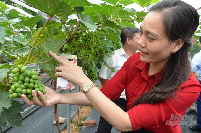 Bà Trần Thị Hòa-Phó Cục trưởng Cục Trồng trọt đang tìm hiểu mô hình nho ở nhà anh Vinh. Ảnh: Dương Đình Tường.