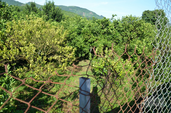 Một khu vườn ở Cao Phong đang bị bệnh vàng lá tấn công. Ảnh: Dương Đình Tường.