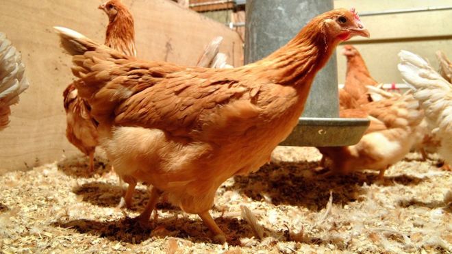 Những con gà được cấy gen người giúp chúng đẻ trứng chứa các hoạt chất chữa bệnh. Ảnh: Viện Công nghệ Roslin.