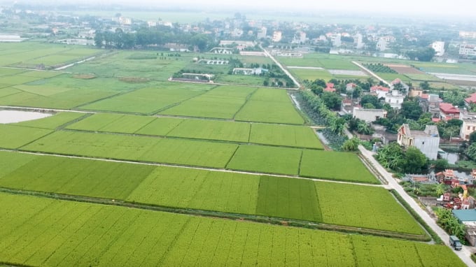 Cánh đồng thôn An Lại, xã Dân Chủ, huyện Tứ Kỳ, tỉnh Hải Dương nhìn từ trên cao. Ảnh: Minh Phúc.