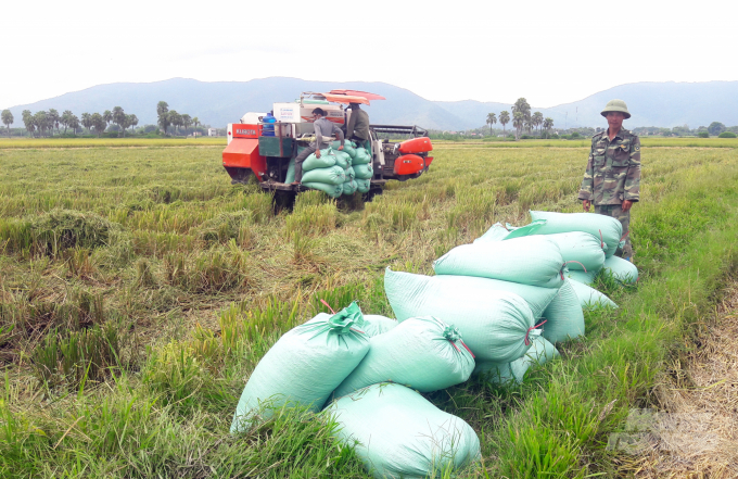 Toàn bộ 0,6 ha lúa Nếp Hương của ông Minh được Công ty Hồng Quang thu mua tại ruộng. Ảnh: Võ Dũng.