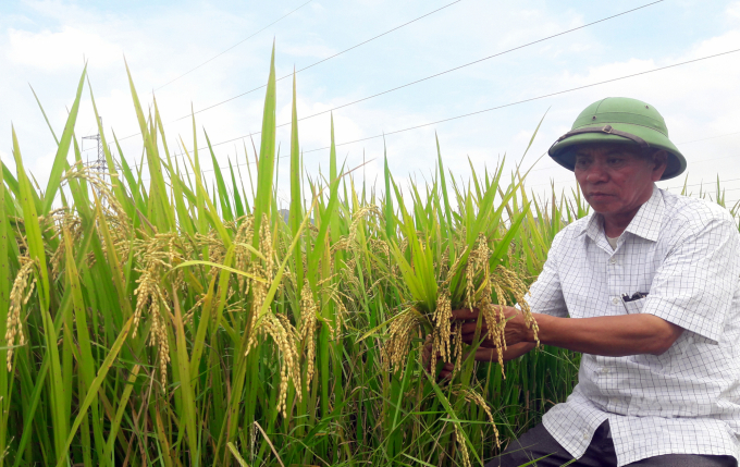 Lúa Nếp Hương có nhiều ưu điểm nổi trội, hiệu quả kinh tế cao, có thể trồng cả vụ xuân lẫn thu mùa. Ảnh: Võ Dũng.