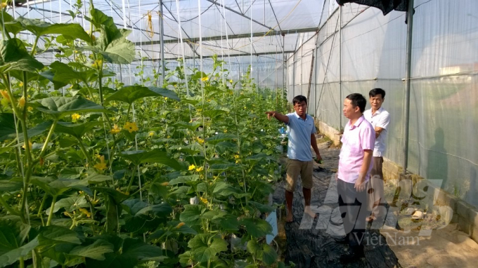 Sau 5 năm thực hiện Nghị quyết số 130-NQ/TU của Tỉnh ủy về đẩy mạnh ứng dụng công nghệ cao tái cơ cấu nông nghiệp, Bắc Giang đã huy động được hơn 593 tỷ đồng.
