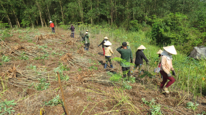 Vùng trồng sắn xã Đa Lộc (huyện Đồng Xuân) thu hoạch sắn.