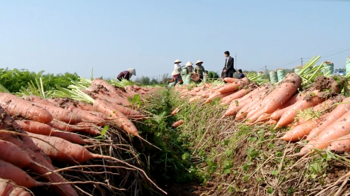 Nông dân Hải Dương thắng lợi giòn giã vụ cà rốt đông xuân 2019 - 2020 khi có thời điểm giá lên tới 8.000 đồng/kg. Ảnh: Minh Phúc.