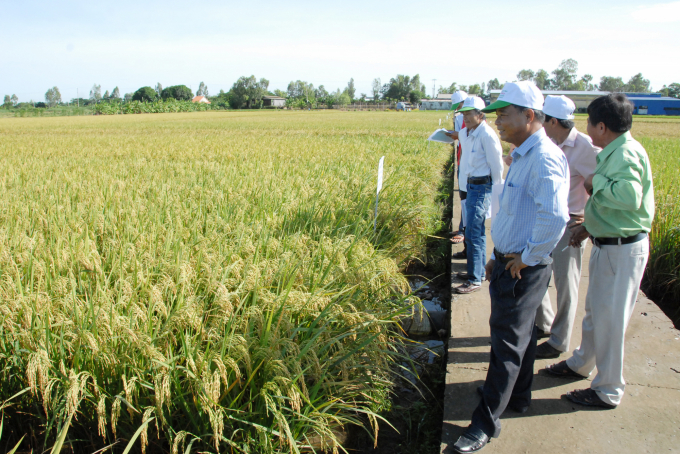 Vùng nguyên liệu sản xuất lúa giống chất lượng cao của Doseco. Ảnh: Lê Hoàng Vũ.