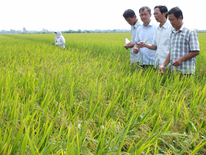 Mô hình cánh đồng lớn sản xuất lúa sử dụng thuốc BVTV sinh học, phân bón hữu cơ ngày càng mở rộng. Ảnh: Lê Bền.