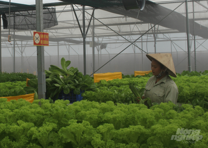 Nhờ áp dụng quy trình sản xuất nghiêm ngặt, rau sạch của Công ty CP Ngọc Anh đã vào được các siêu thị, nhà hàng lớn trên Hà Nội. Ảnh: Mai Chiến.