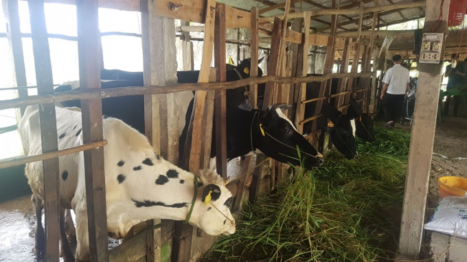 Những năm gần đây nghề nuôi bò đã thực sự đem lại hiệu quả kinh tế bền vững cho người chăn nuôi. Ảnh: Trong Linh.