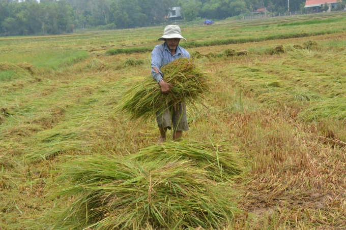 Người dân Quảng Nam thu hoạch lúa 'chạy' bão. Ảnh: L.K.