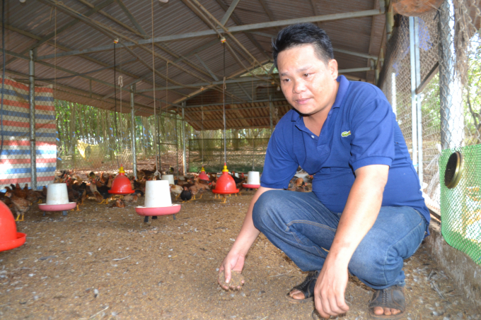 Anh Phú nuôi gà trên đệm lót sinh học để giữ ấm cho gà và đảm bảo vệ sinh chuồng trại. Ảnh: Trần Trung.