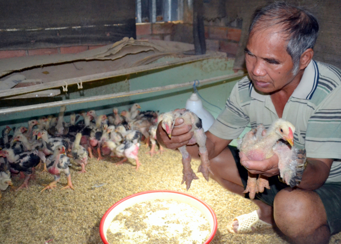 Để có giống gà thuần chuẩn, ông Vinh tỉ mỉ từ khâu bảo quản trứng đến gà con và gà trưởng thành. Ảnh: Trần Trung.