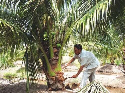 Mô hình trồng dừa xiêm ở Tân Phước. Ảnh: TD.