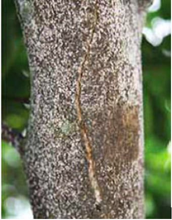 Triệu chứng rệp kim hại cây có múi.