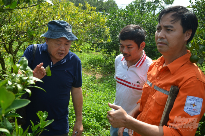 Ngắt lá để kiểm tra bệnh vàng lá. Ảnh: Dương Đình Tường.