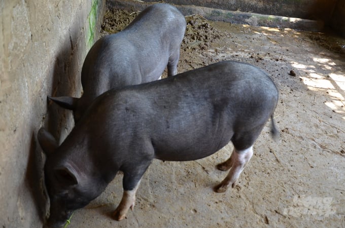 Hình dạng điển hình của lợn đen Mường Pa. Ảnh: Dương Đình Tường.