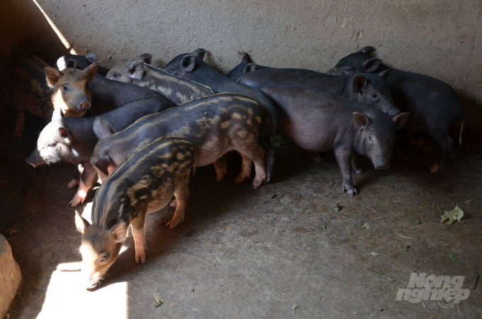 Lũ lợn con dù sọc dưa hay đen tuyền thường có khoanh chân màu trắng. Ảnh: Dương Đình Tường.