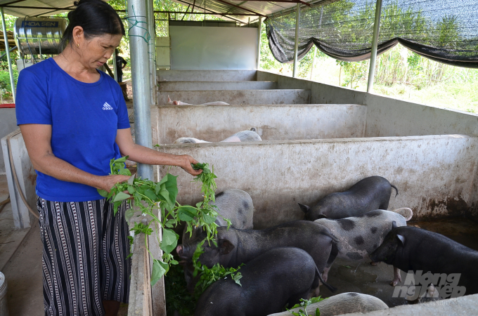 Bà Hà Thị Diễn ở xóm Báo, xã Bao La, cho lợn ăn rau khoai lang. Ảnh: Dương Đình Tường.