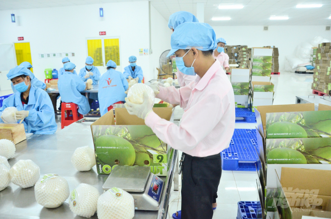 Chế biến dừa xiêm xanh Bến Tre  tại nhà máy công ty Vina T&T Group chuẩn bị xuất sang châu Âu. Ảnh: Minh Đãm.