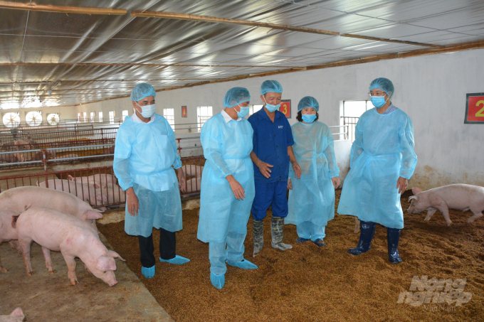 Chăn nuôi lợn trên nền đệm lót sinh học của gia đình ông Nguyễn Văn Tiệp (huyện Ý Yên) đem lại nhiều hiệu quả. Ảnh: Mai Chiến.