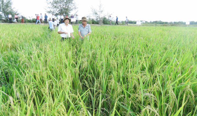 Mô hình lúa hữu cơ DT18 tại thôn Hàm Hòa là điểm nhấn cho việc phát triển rộng mô hình trong khu vực. Ảnh: N.Tâm