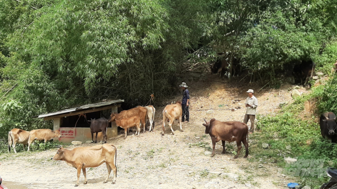 Tập quán chăn thả trâu, bò của người dân Bắc Kạn vẫn còn cao. Ảnh: Toán Nguyễn.