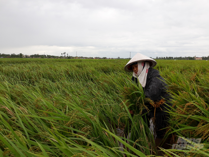 Tranh thủ thời tiết tạnh ráo, bà con nông dân Nam Định xuống đồng cứu lúa. Ảnh: An Lãng.