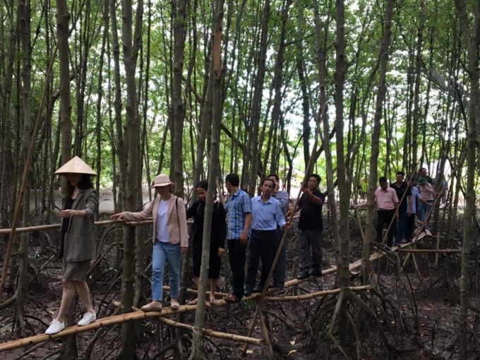 Du khách đi cầu tre xuyên rừng ngập mặn. Ảnh: Trọng Linh.