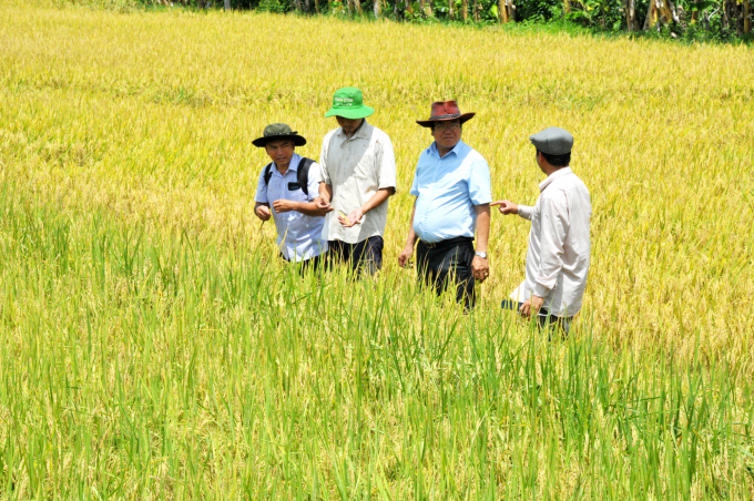 Mô hình cánh đồng lớn trên cây lúa đã hình thành vùng sản xuất tập trung, thúc đẩy hoạt động liên kết tiêu thụ, tăng giá trị nông sản. Ảnh: Lê Hoàng Vũ.