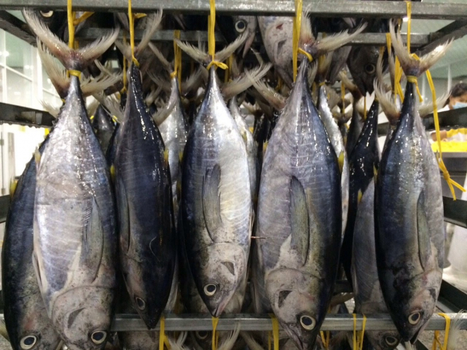 Xuất khẩu cá ngừ sang EU tăng vọt nhờ Hiệp định EVFTA. Ảnh: TL.
