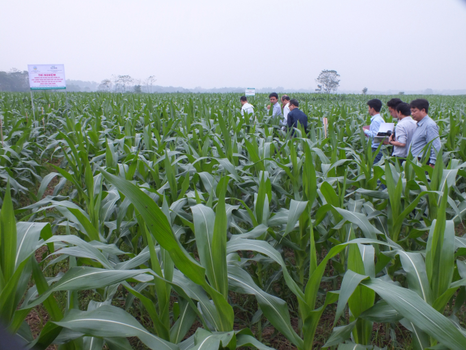 Cục Trồng trọt khuyến khích các địa phương đẩy mạnh sản xuất ngô sinh khối, ngô thực phẩm, gắn với phương pháp làm đất tối thiểu, gieo thẳng trên đất 2 lúa. Ảnh: Lê Bền.