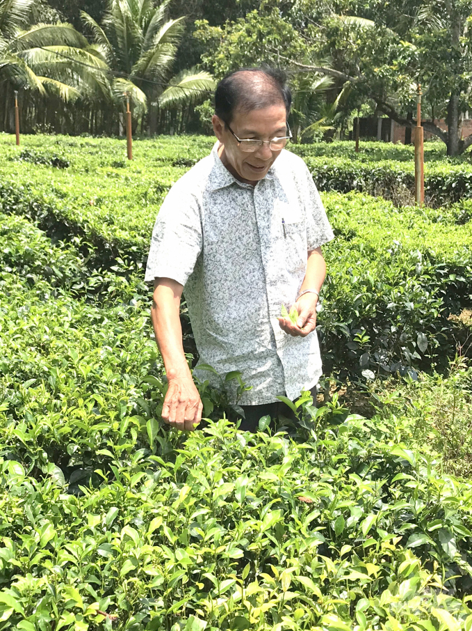 Ông Nguyễn Hữu Oanh, Giám đốc HTXNN Chè Gò Loi, trong vườn chè vừa thu hoạch. Ảnh: Vũ Đình Thung.