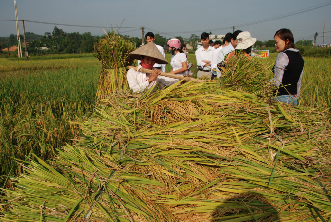 Thu hoạch lúa đặc sản.