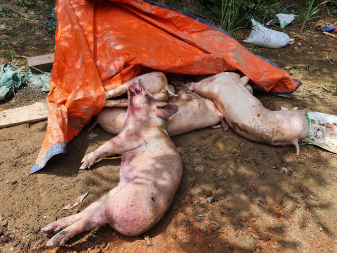 Đàn lợn nhà ông Đinh Văn Thái mắc bệnh dịch tả lợn Châu Phi buộc phải tiêu hủy. Ảnh: KS.