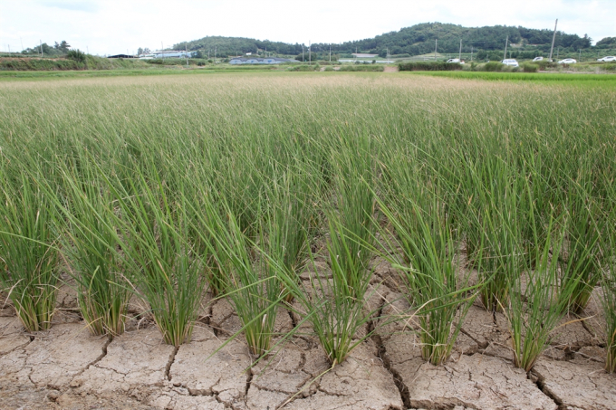 Bức ảnh chụp hồi tháng 8/2018 tại một cánh đồng ở tỉnh Nam Jeolla bị khô hạn do thiếu nước tưới. Ảnh: Yonhap