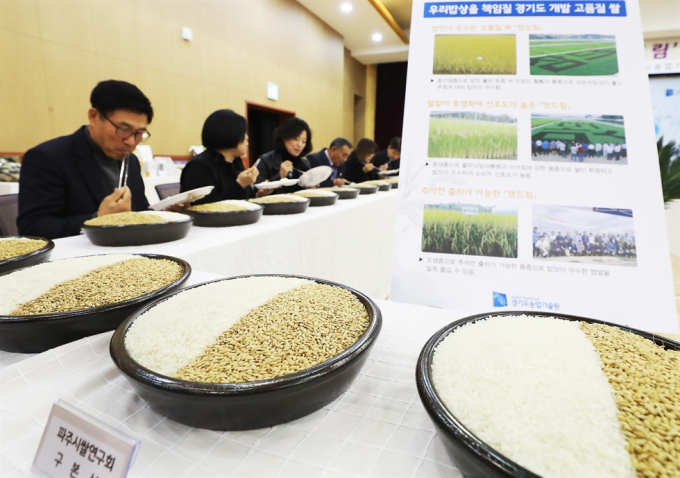 Các chuyên gia nếm thử cơm của giống lúa Chamdream mới nghiên cứu trồng ở tỉnh Gyeonggi có khả năng chống chịu sâu bệnh cao. Ảnh: Yonhap