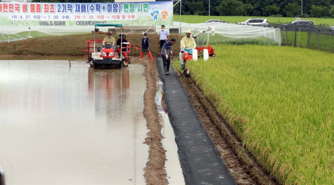 Trung tâm Khuyến nông tỉnh Chungcheongnam sản xuất thí điểm giống lúa Bbareumi, giống đầu tiên ở Hàn Quốc có thể cho thu hoạch hai vụ một năm vào tháng 7 và tháng 10. Ảnh: Yonhap