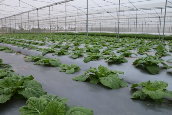Công ty áp dụng cách trồng rau theo công nghệ của Nhật Bản đảm bảo 5 tiêu chí: giống sạch, đất sạch, nước sạch, rau trồng sạch và thu hoạch, đóng gói sạch. 