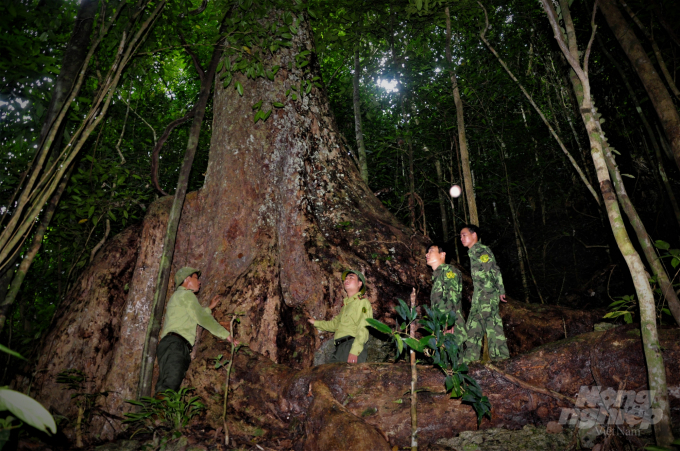 Gốc nghiến cổ thụ ở khu rừng đặc dụng của huyện Na Hang cả chục người ôm không xuể. Ảnh: Đào Thanh.