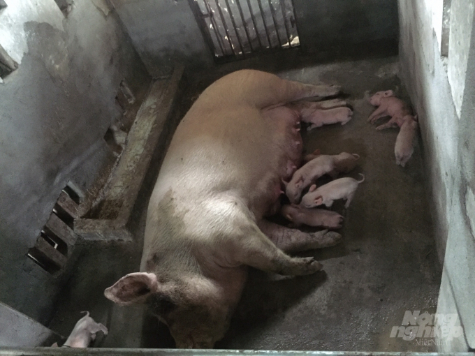 Hiện trên địa bàn tỉnh Nam Định có 4 hộ chăn nuôi lợn ở 4 xã của huyện Nam Trực, Mỹ Lộc, thành phố Nam Định phát sinh bệnh DTLCP. Ảnh: Mai Chiến.