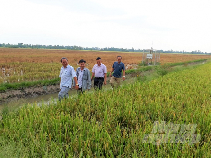 Những cánh đồng lúa sản xuất theo hướng hữu cơ, lúa an toàn ngày càng lan rộng ở ĐBSCL, nhất là từ khi có dự án VnSAT. Ảnh: Trung Chánh.
