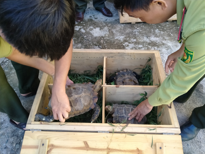 11 cá thể rùa Núi Viền được cứu hộ thành công.