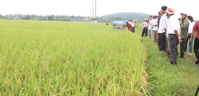 Mô hình lúa Việt lai 20 trên cánh đồng lớn xã Nghĩa Khánh, 1 ha đạt hơn 60 tạ. Ảnh: Hồ Quang.
